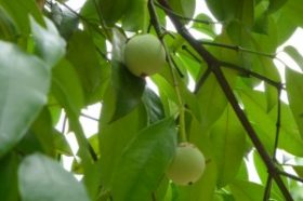 garcinia-kola-fruit