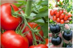 tomate